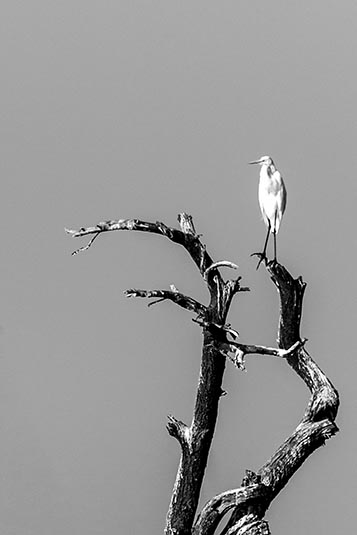 Median Egret, Nal Sarovar, Gujarat, India