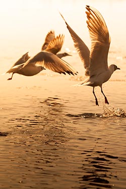 Brown Headed Gulls, Nal Sarovar, Gujarat, India