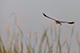 Grey Heron, Nal Sarovar, Gujarat, India