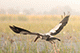 Open Bill Stork, Nal Sarovar, Gujarat, India