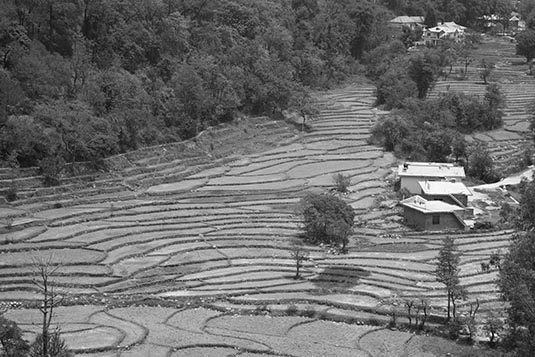 A Terrace Field, Dharamshala, Himachal Pradesh, India