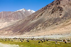Grazing Yaks, Towards Pangong, Ladakh, India