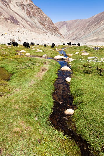 Yaks, Towards Pangong, Ladakh, India