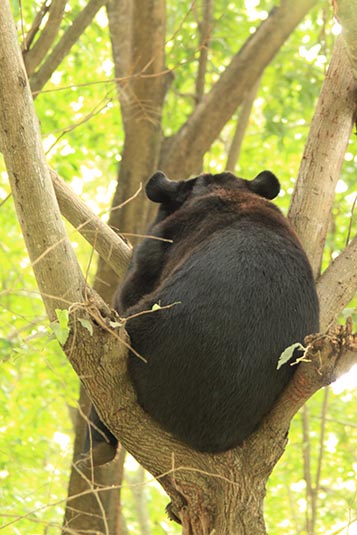 Bear, Mysore Zoo, Mysore, Karnataka