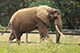African Elephant, Mysore Zoo, Mysore, Karnataka