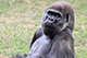 Gorilla, Mysore Zoo, Mysore, Karnataka