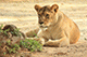 Lioness, Mysore Zoo, Mysore, Karnataka