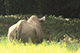 One Horned Rhino, Mysore Zoo, Mysore, Karnataka