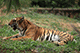 Tiger, Mysore Zoo, Mysore, Karnataka
