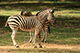 Zebra, Mysore Zoo, Mysore, Karnataka