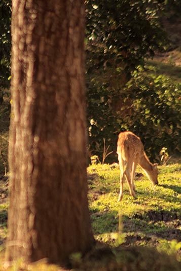 Deer, Rajiv Gandhi National Park, Nagarhole, Karnataka