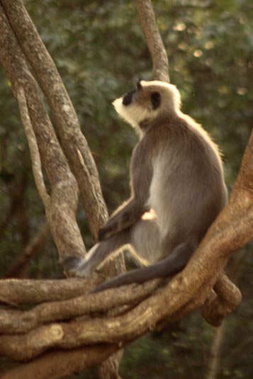 Monkey, Rajiv Gandhi National Park, Nagarhole, Karnataka