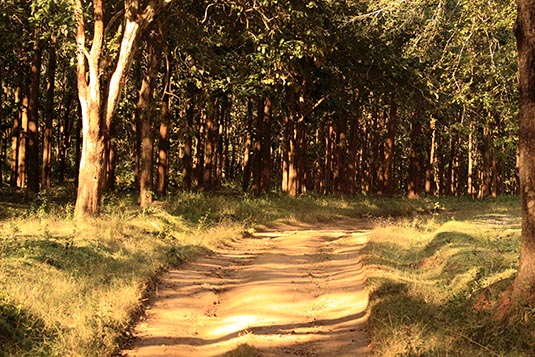 Safari Route, Rajiv Gandhi National Park, Nagarhole, Karnataka
