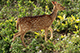 Deer, Rajiv Gandhi National Park, Nagarhole, Karnataka