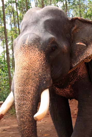 Elephant, Munnar, Kerala