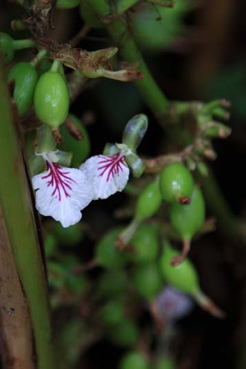 Spices Garden, Cardamom Plant, Munnar, Kerala