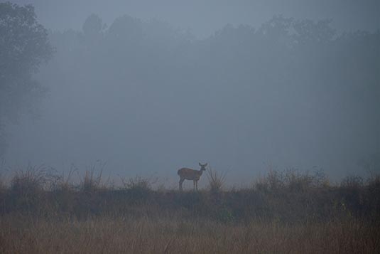 Barking Deer, Kanha, Madhya Pradesh, India