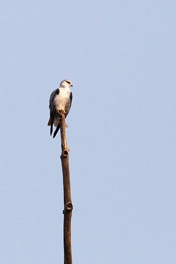Black-winged Kite, Bandhavgarh, Madhya Pradesh, India
