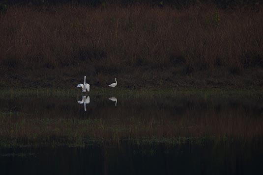 Egrets, Kanha, Madhya Pradesh, India