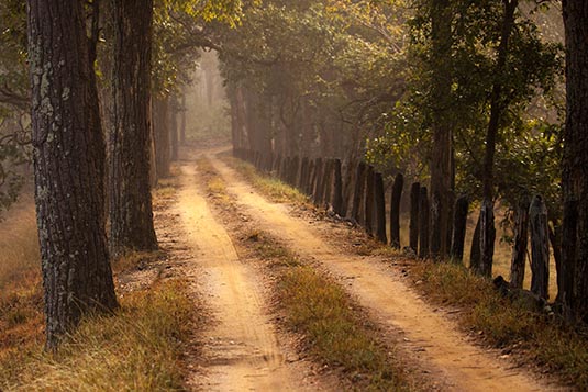 Forest, Kanha, Madhya Pradesh, India
