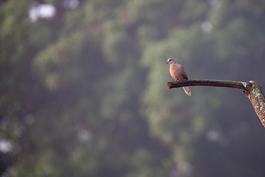 Laughing Dove, Kanha, Madhya Pradesh, India
