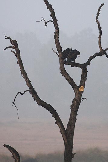 Little Cormorant, Kanha, Madhya Pradesh, India