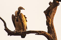 Indian Long-billed Vulture, Bandhavgarh, Madhya Pradesh, India