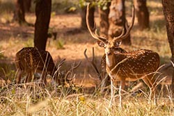 Spotted Deers, Bandhavgarh, Madhya Pradesh, India