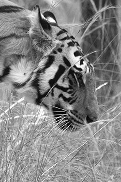 Tigress Spotty, Bandhavgarh, Madhya Pradesh, India