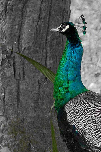 Peacock, Bandhavgarh, Madhya Pradesh, India