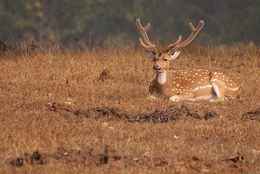 Spotted Deer, Kanha, Madhya Pradesh, India
