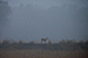 Barking Deer, Kanha, Madhya Pradesh, India