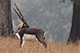Black buck, Kanha, Madhya Pradesh, India