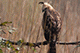 Changeable Hawk Eagle, Kanha, Madhya Pradesh, India