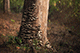 Mushrooms on tree trunk, Kanha, Madhya Pradesh, India
