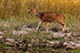 Spotted Deer, Bandhavgarh, Madhya Pradesh, India