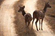 Spotted Deers, Kanha, Madhya Pradesh, India