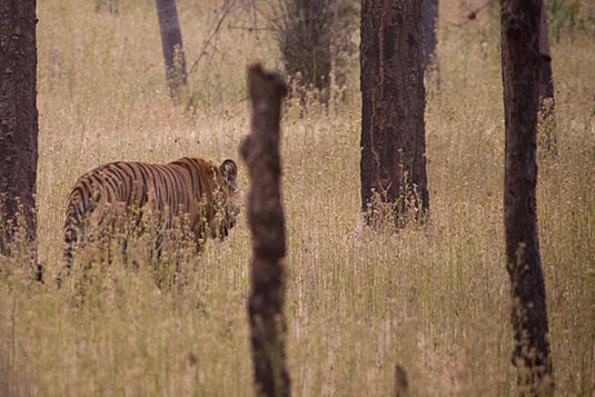 Tiger Bamerason, Bandhavgarh, Madhya Pradesh, India
