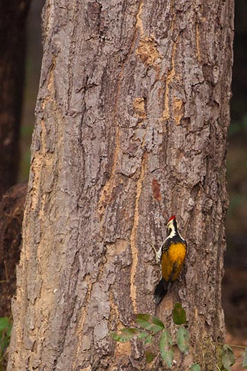 Woodpecker, Kanha, Madhya Pradesh, India