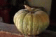 Pumpkin, Harihareshwar