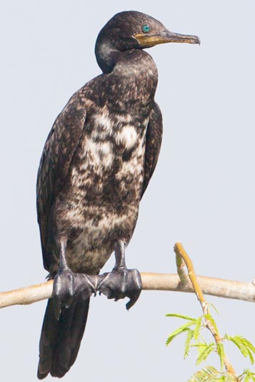 Cormorant, Kumbhargaon (Bhigwan), Maharashtra, India