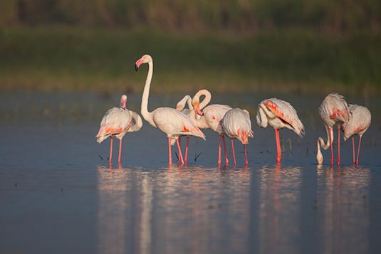 Greater Flamingo, Kumbhargaon (Bhigwan), Maharashtra, India