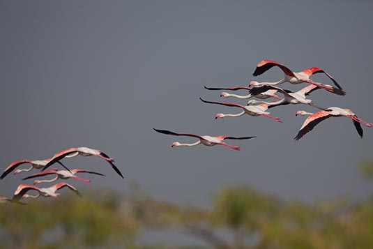 Greater Flamingo, Kumbhargaon (Bhigwan), Maharashtra, India