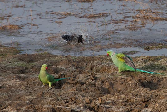 Parrots, Tadoba Andhari Tiger Reserve, Maharashtra, India