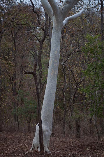The Ghost Tree, Tadoba Andhari Tiger Reserve, Maharashtra, India