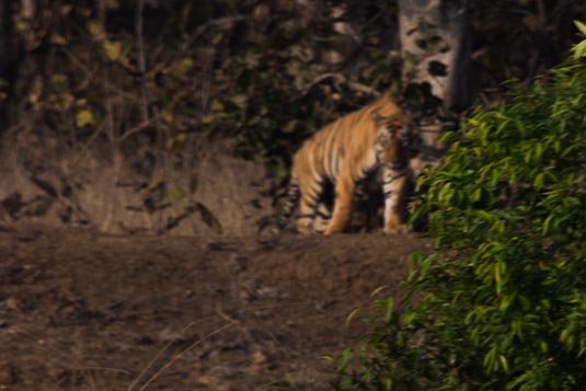 The Tiger, Tadoba Andhari Tiger Reserve, Maharashtra, India
