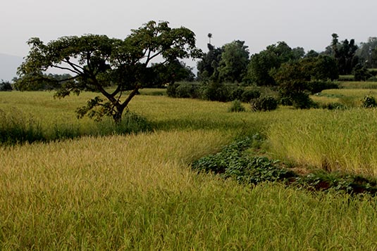 Paddy Fields, Tungi, District Pune