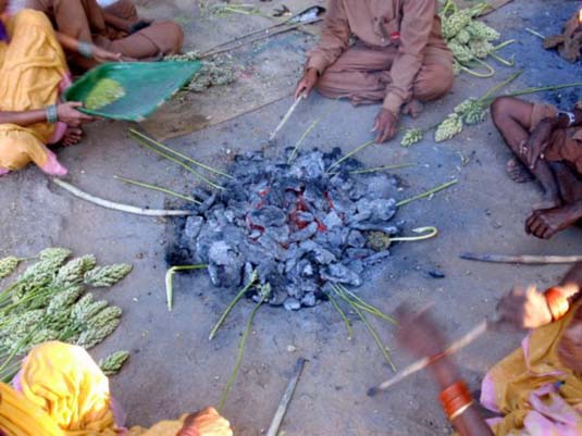 Tender Jowar (Hurda) being roasted, Yawat, Pune District
