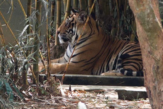 Nandankanan Zoo, Bhubaneshwar, Odisha, India