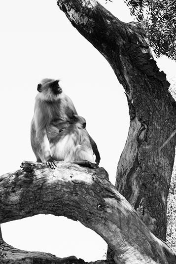 Monkeys, Chittorgarh, Rajasthan, India